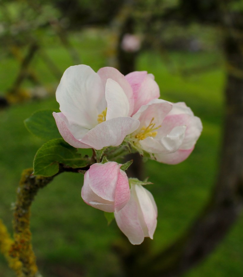 appleblossom9