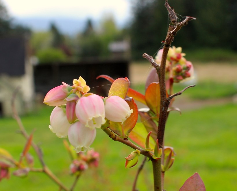 blueberryblossom
