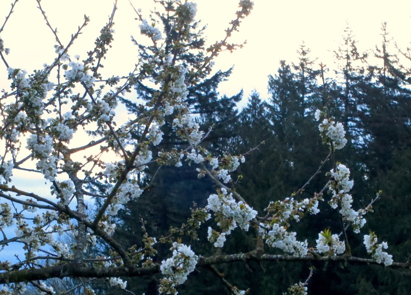 cherrymorning2