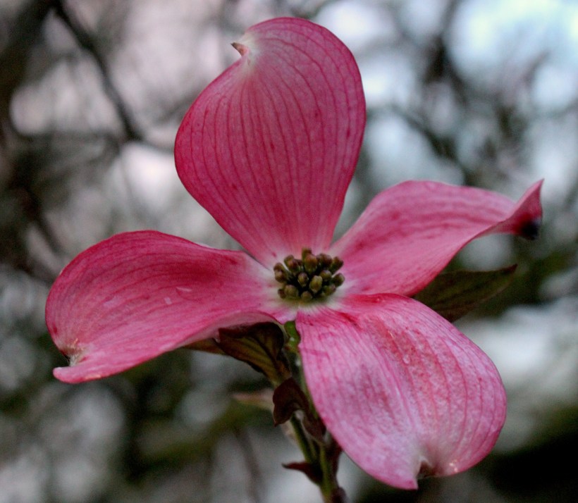 dogwood42315
