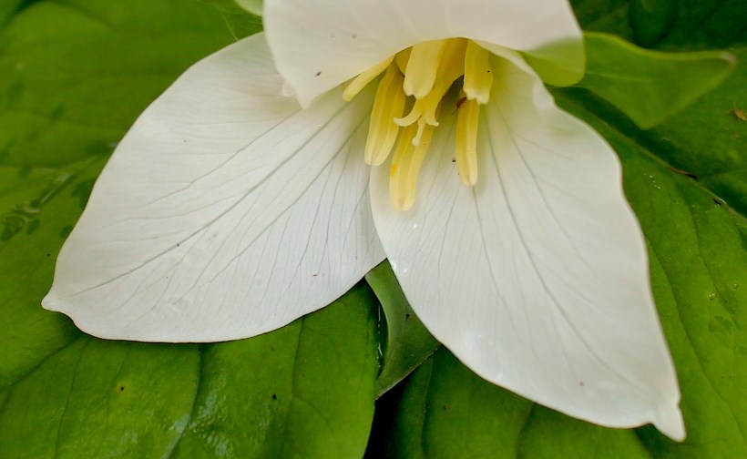 trillium2