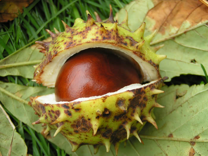 chestnutpod