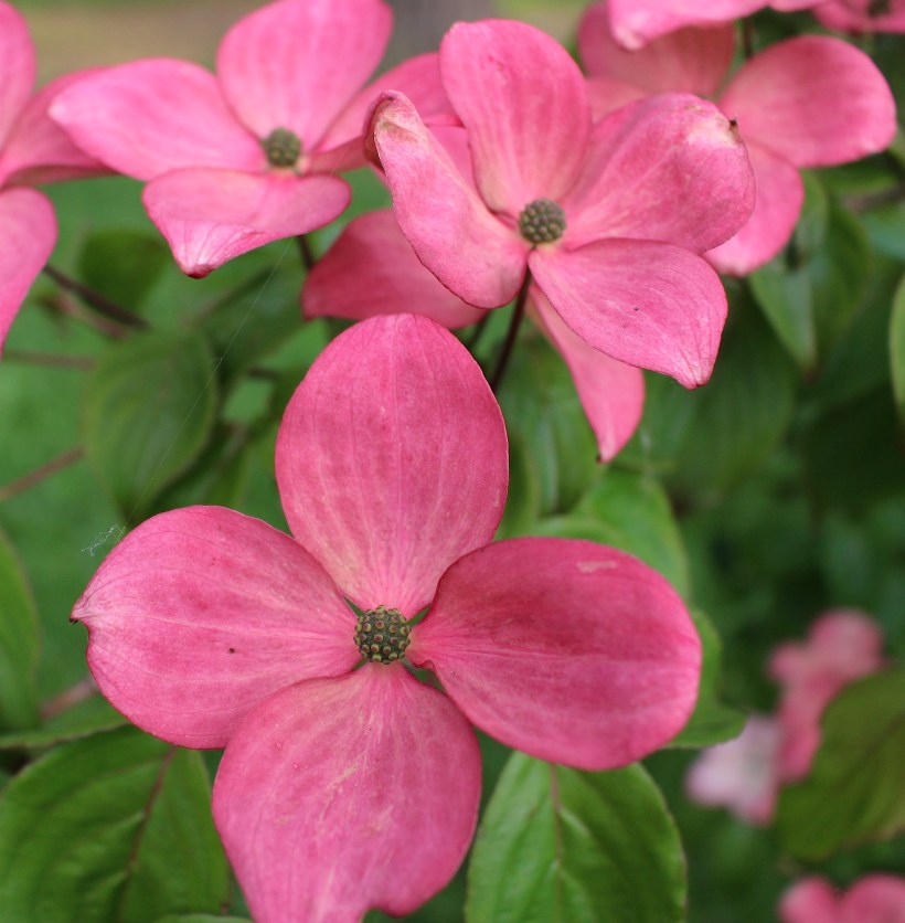 pinkdogwoodnew