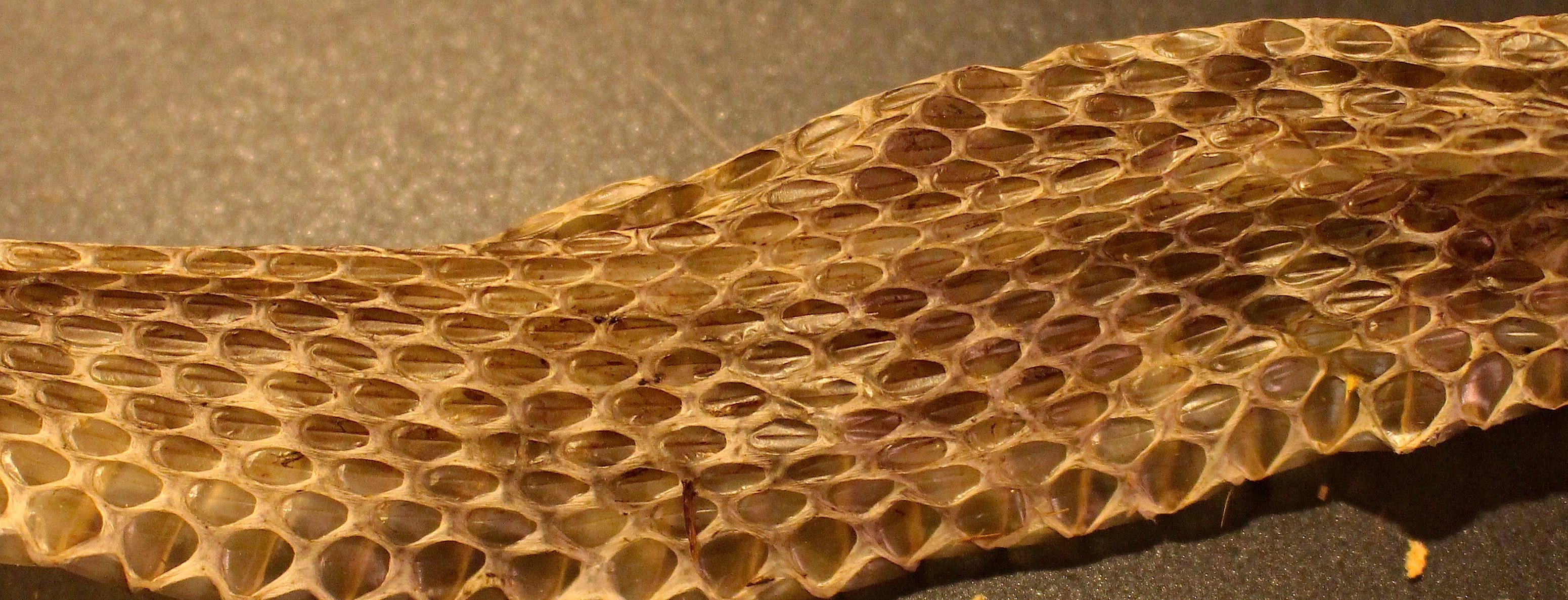 snakeskin5