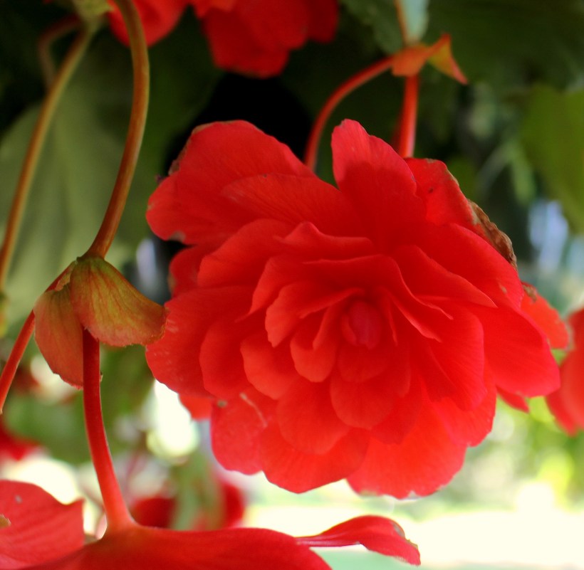 begonia611152