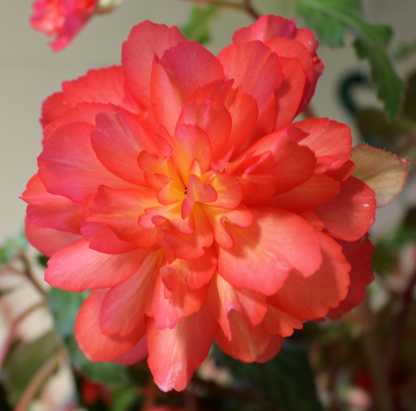 begonia622151