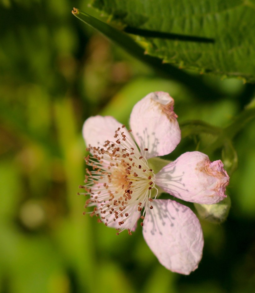blackberrybloom2