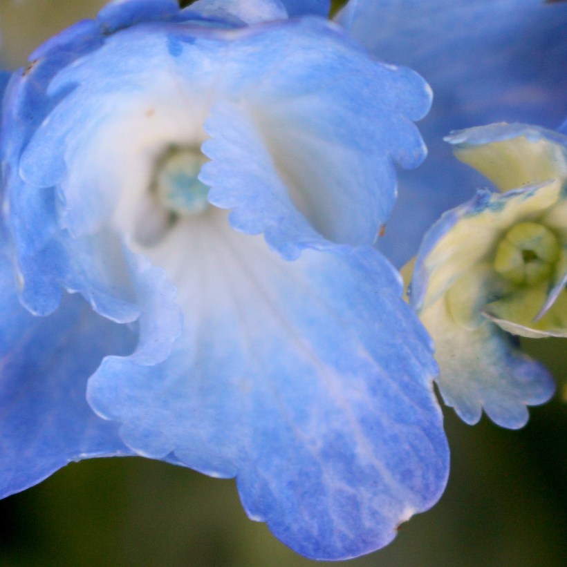 bluehydrangeapetals