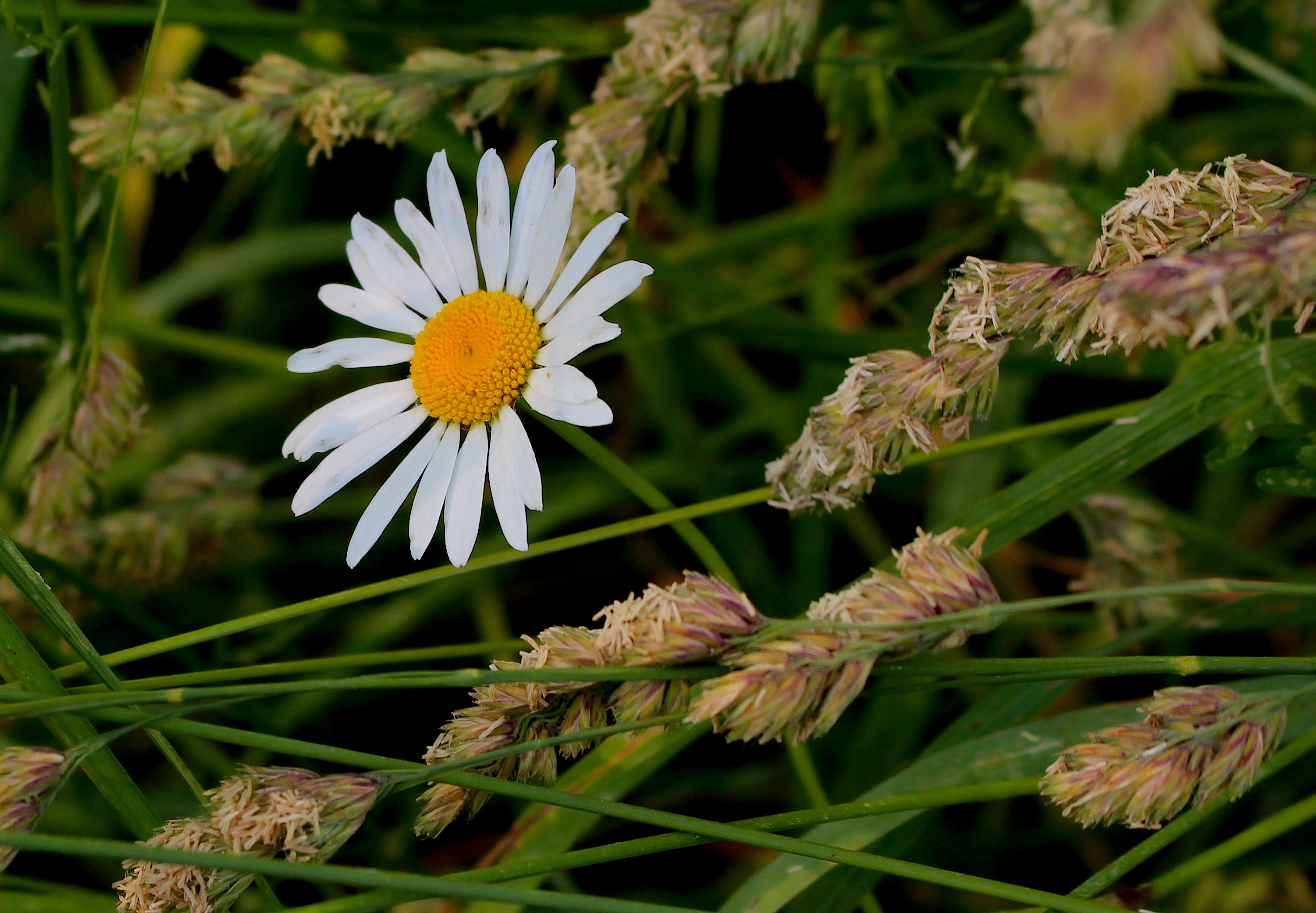 daisygrass