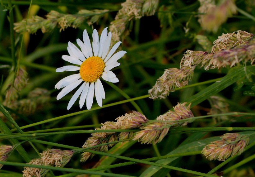 daisygrass