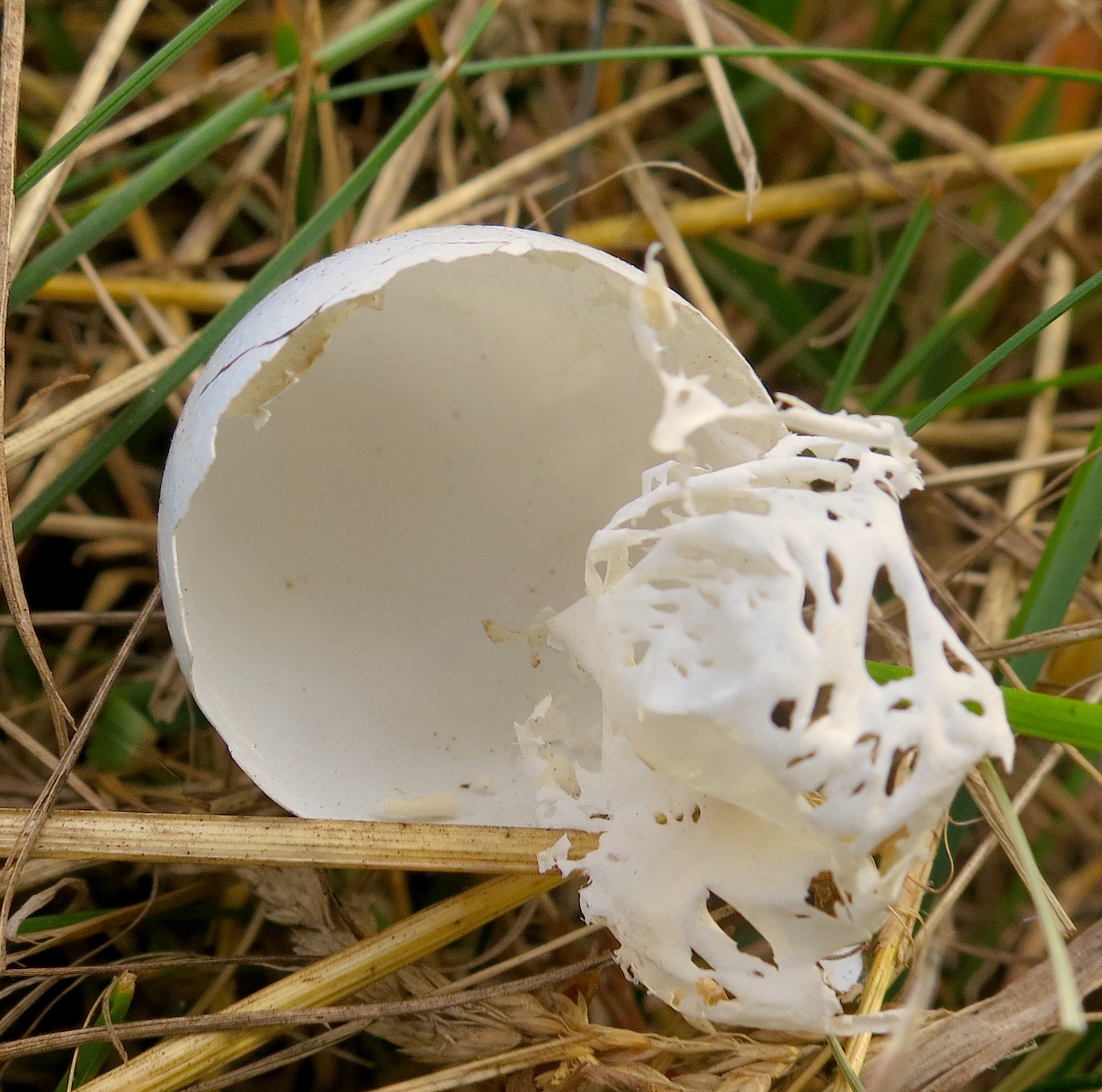 eggshell2