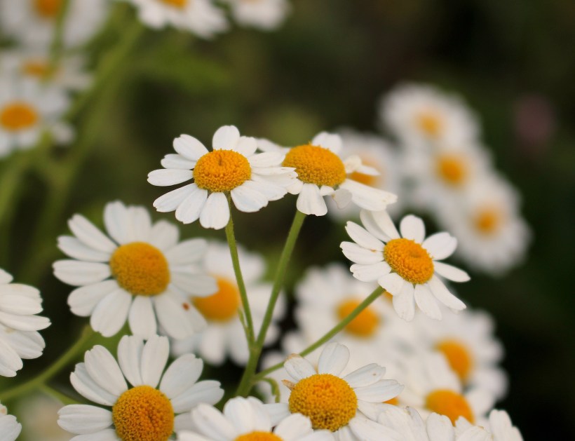 feverfew62215