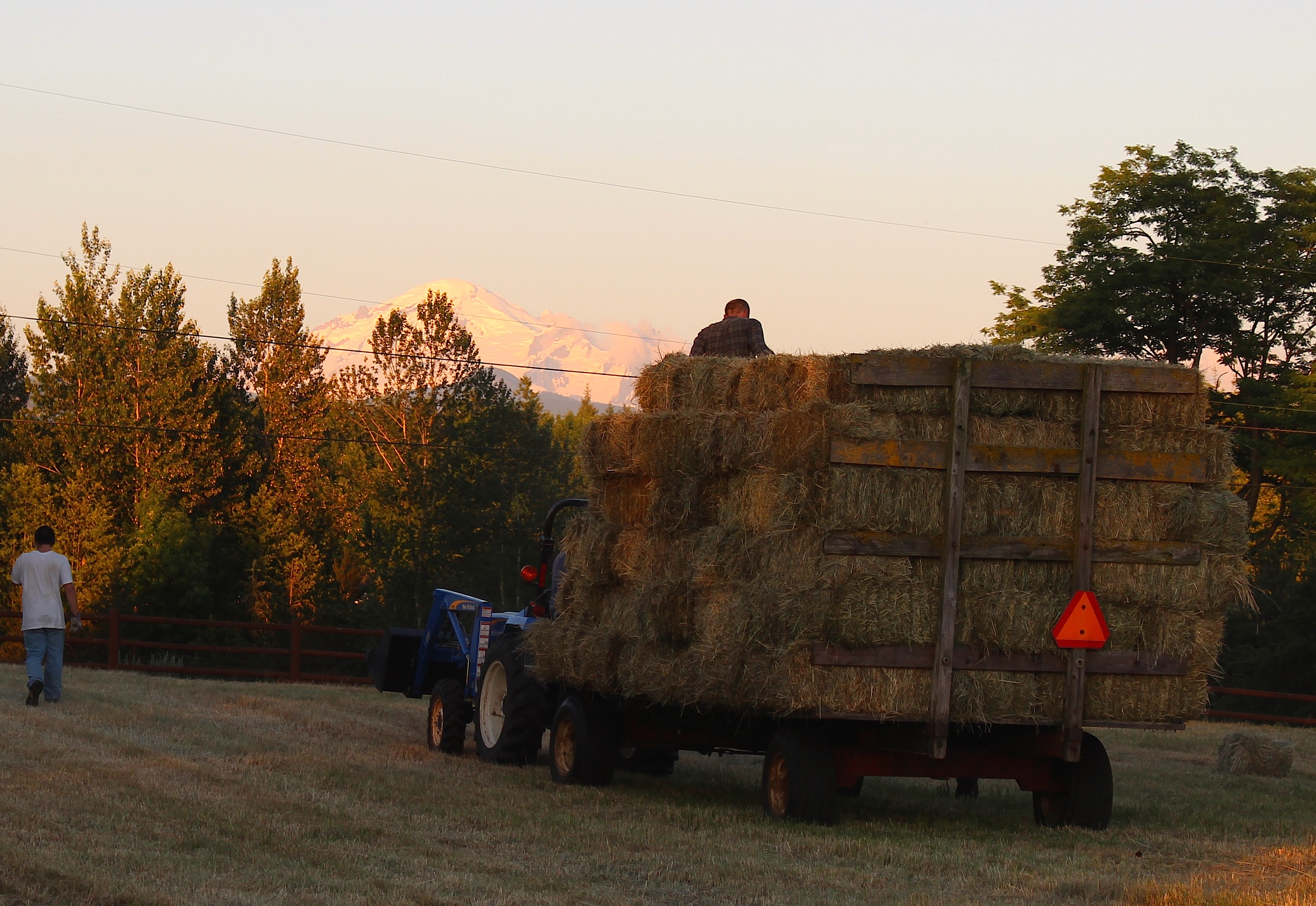 haymaking
