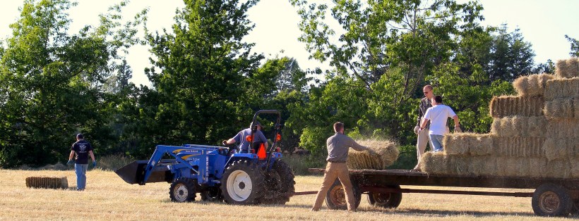 haymaking4