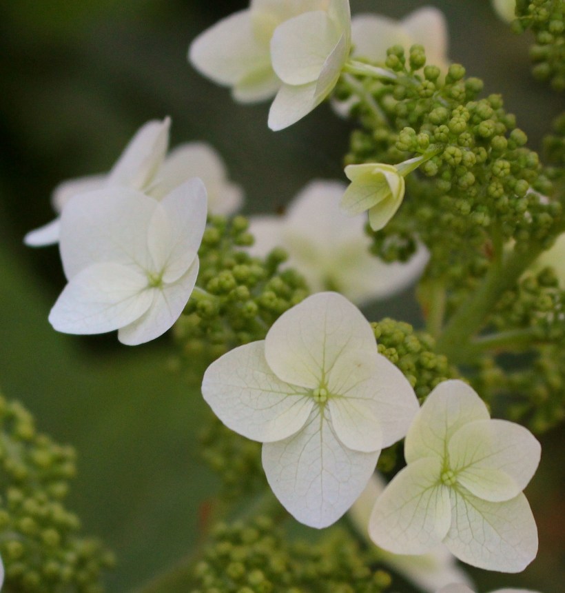 hydrangea61115
