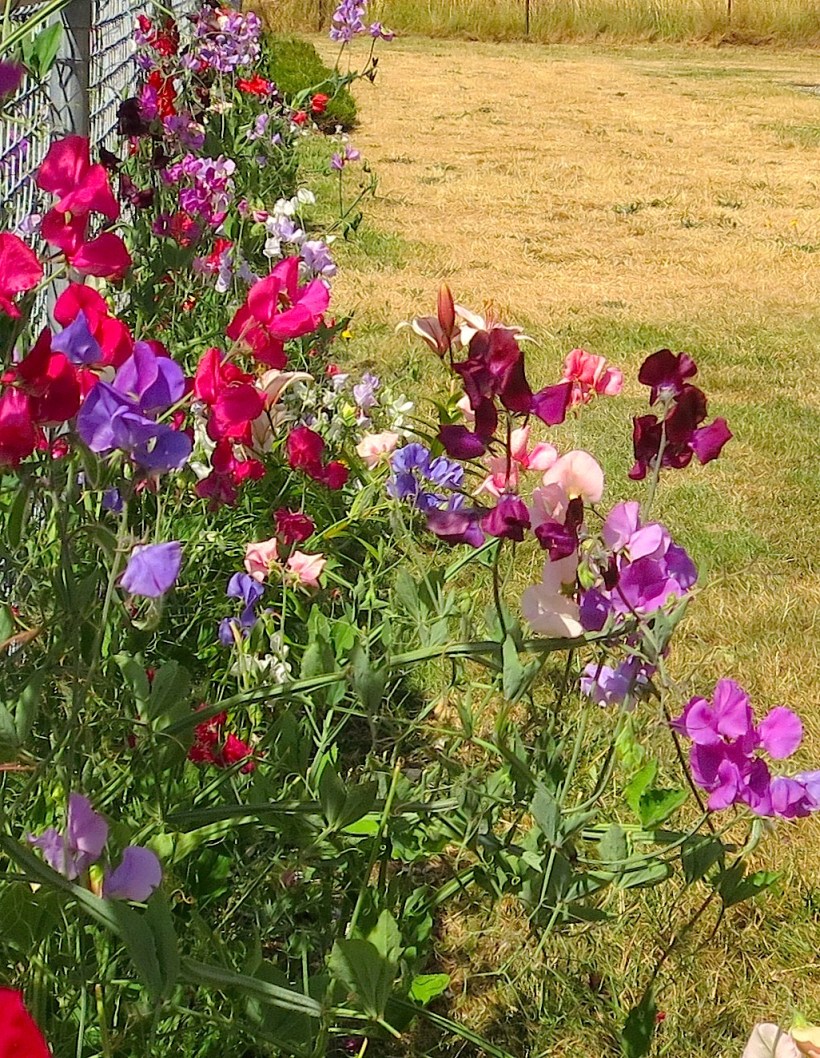 sweetpeas