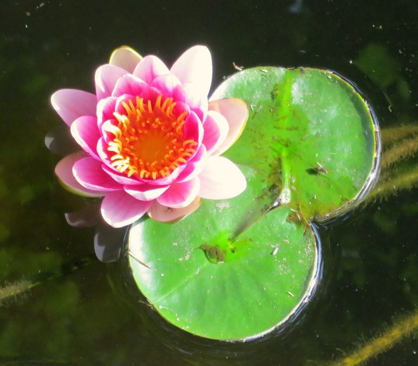 waterlily5