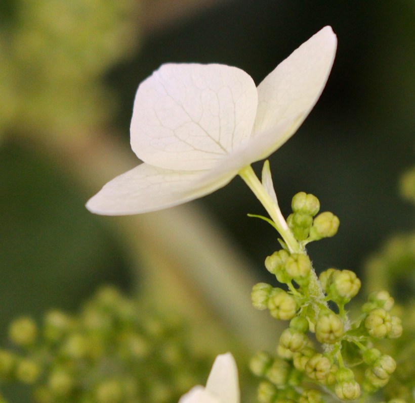 whitehydrangea