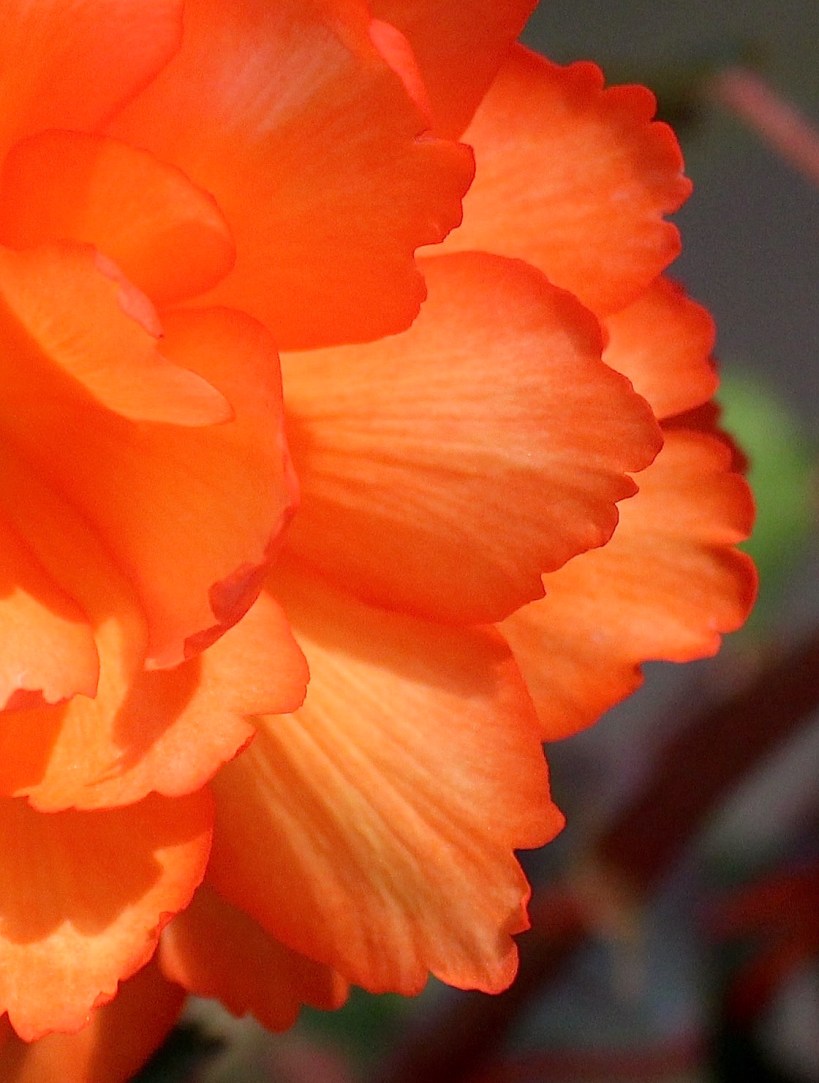 begonia622152