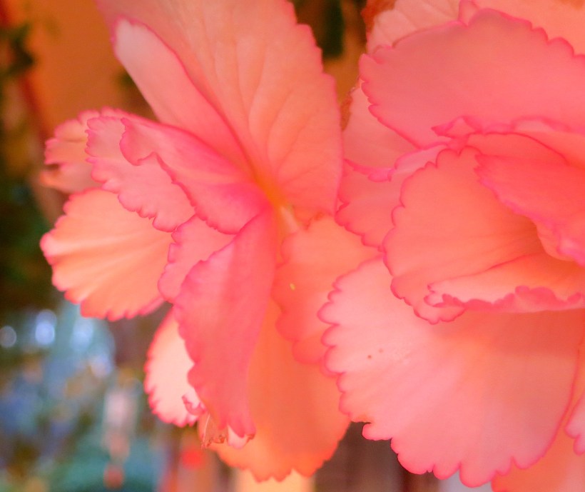 begonia713153