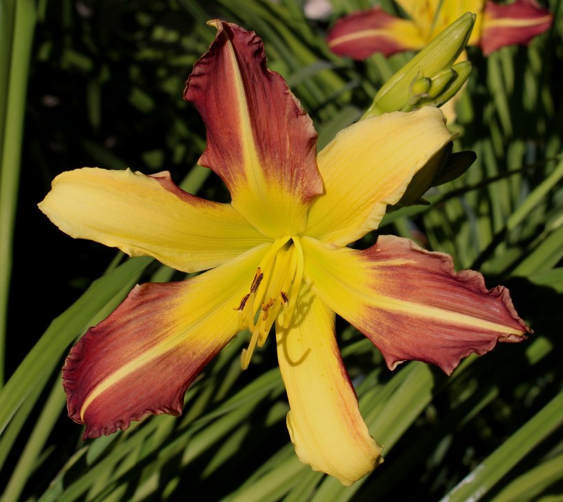 daylily1
