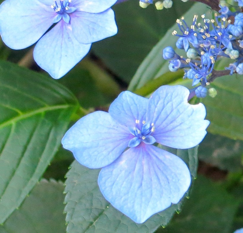 hydrangea71315