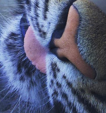 photo by Tomomi Gibson