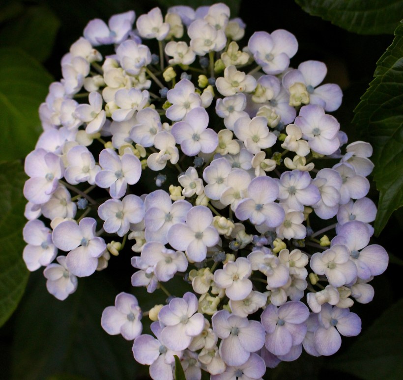 wwuhydrangea61915