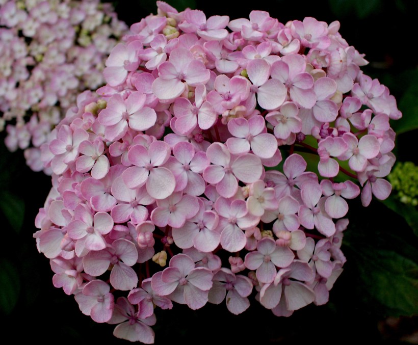 wwuhydrangea619151