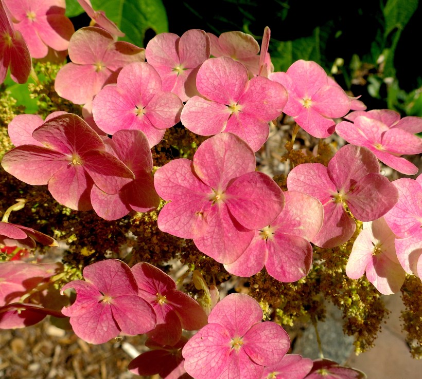 wwuhydrangeapink1