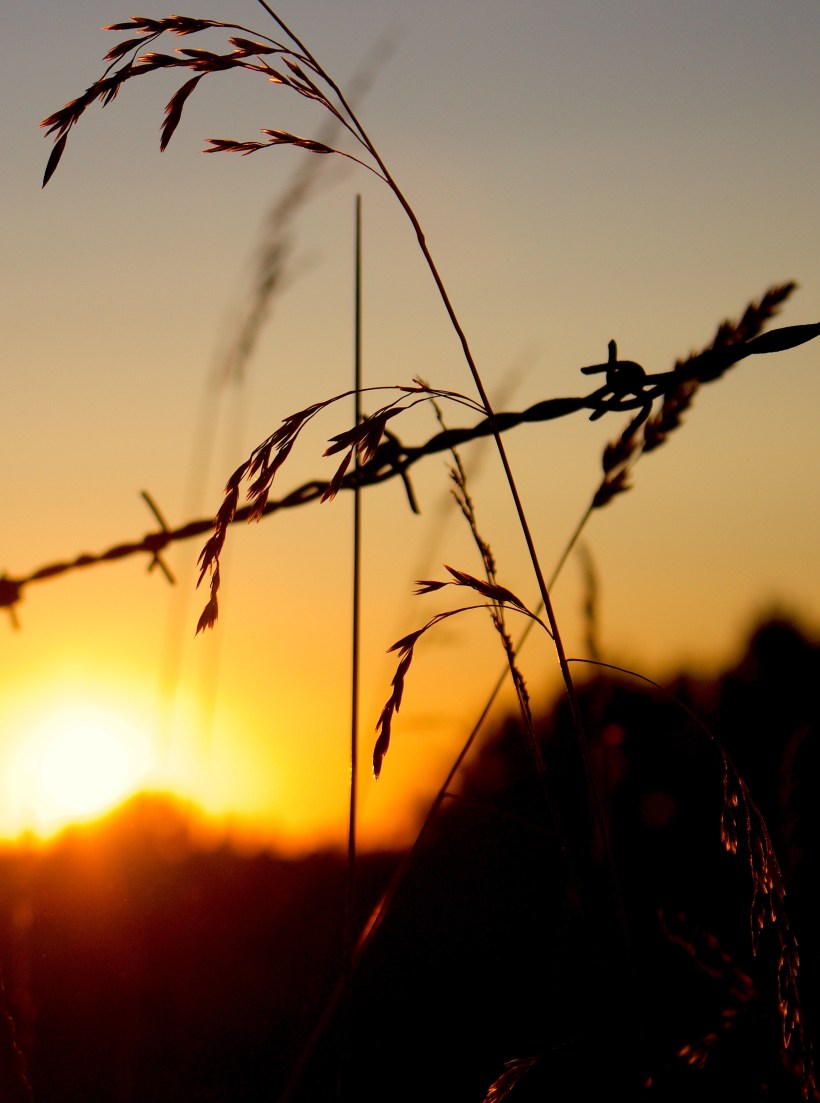 barbedsunset