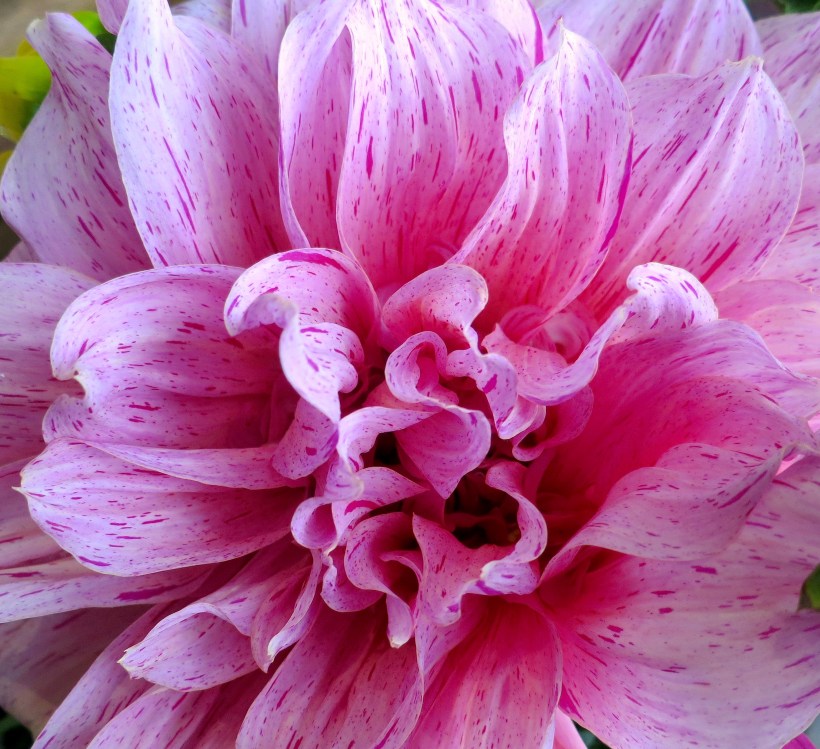 dahlia3