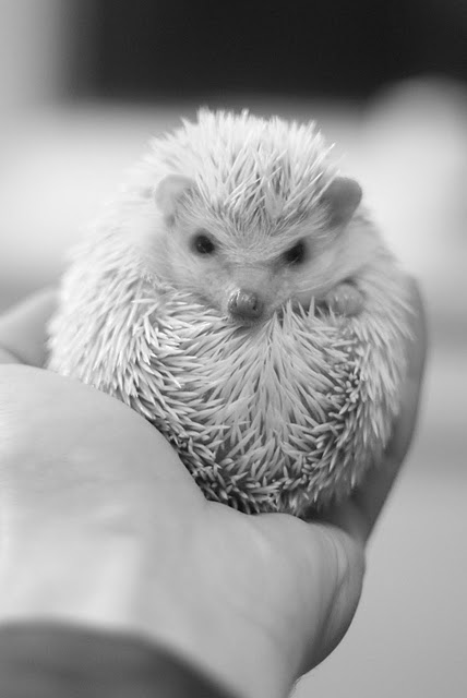 photo by Chris Duppenthaler