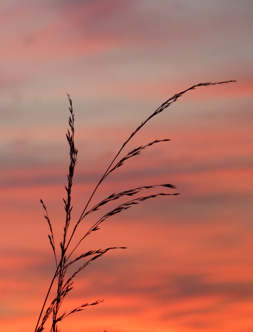 sunsetgrasses810151