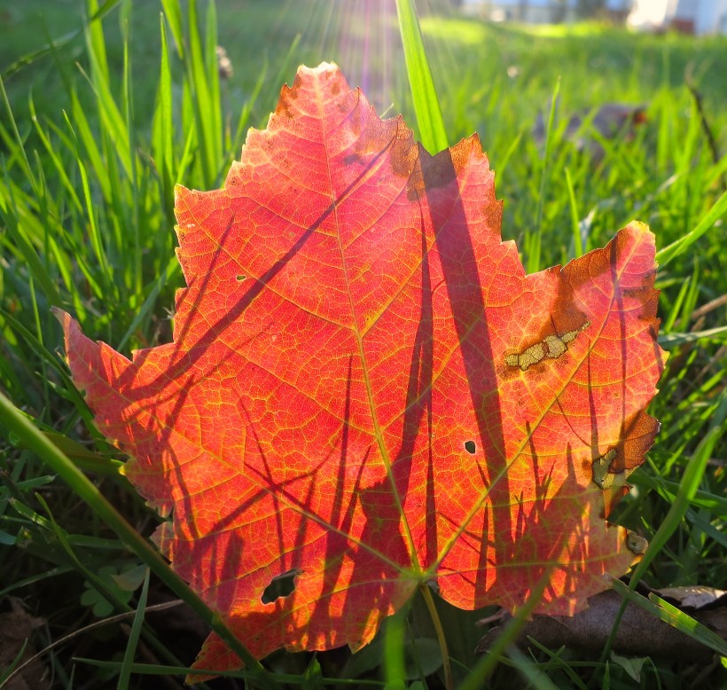 autumnleaf2
