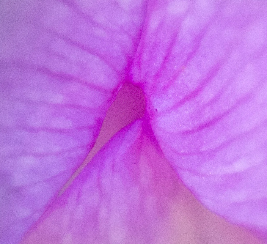 fallcrocus4