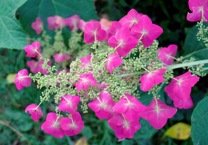 hydrangeaaugust