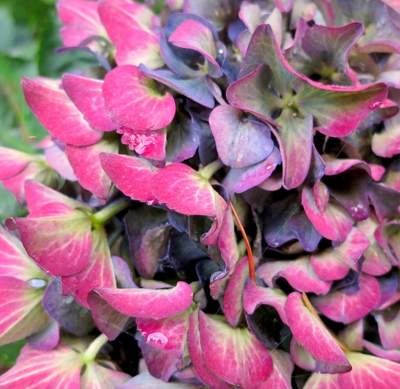 hydrangearain915