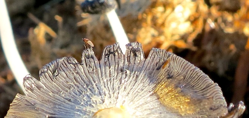 mushroompile1