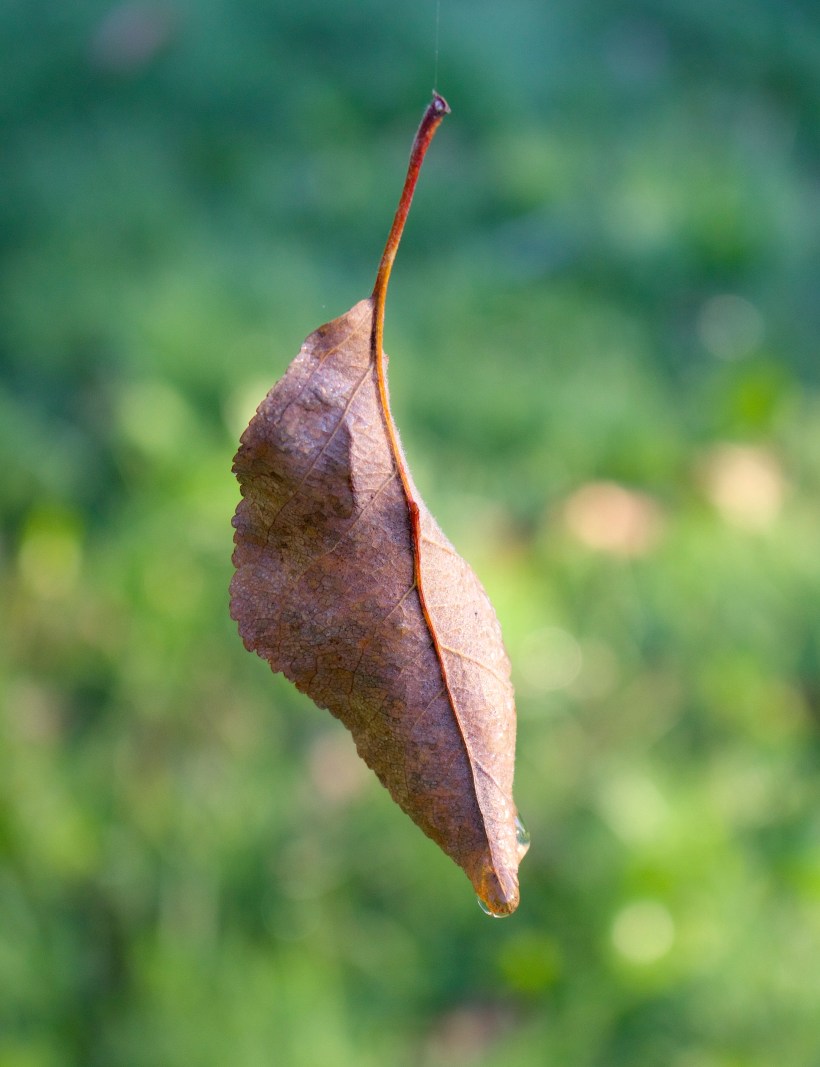 danglingleaf1