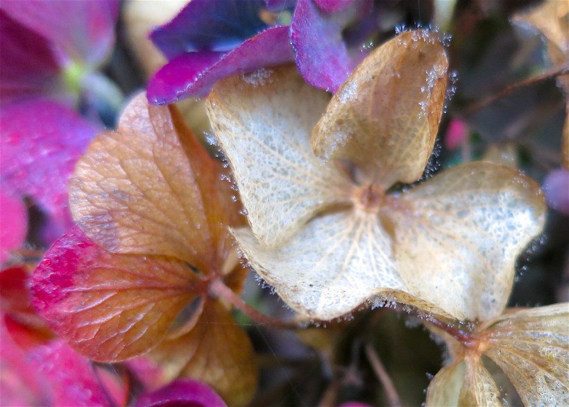hydrangeamorningmist