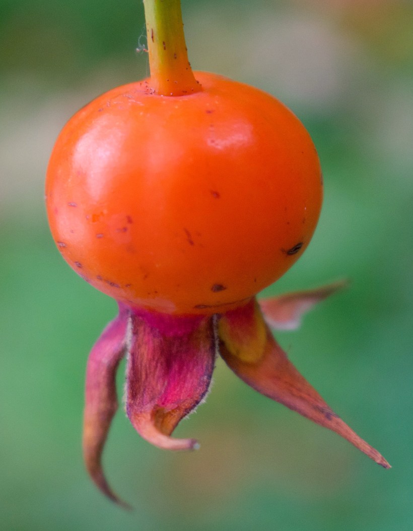 rosehip1015