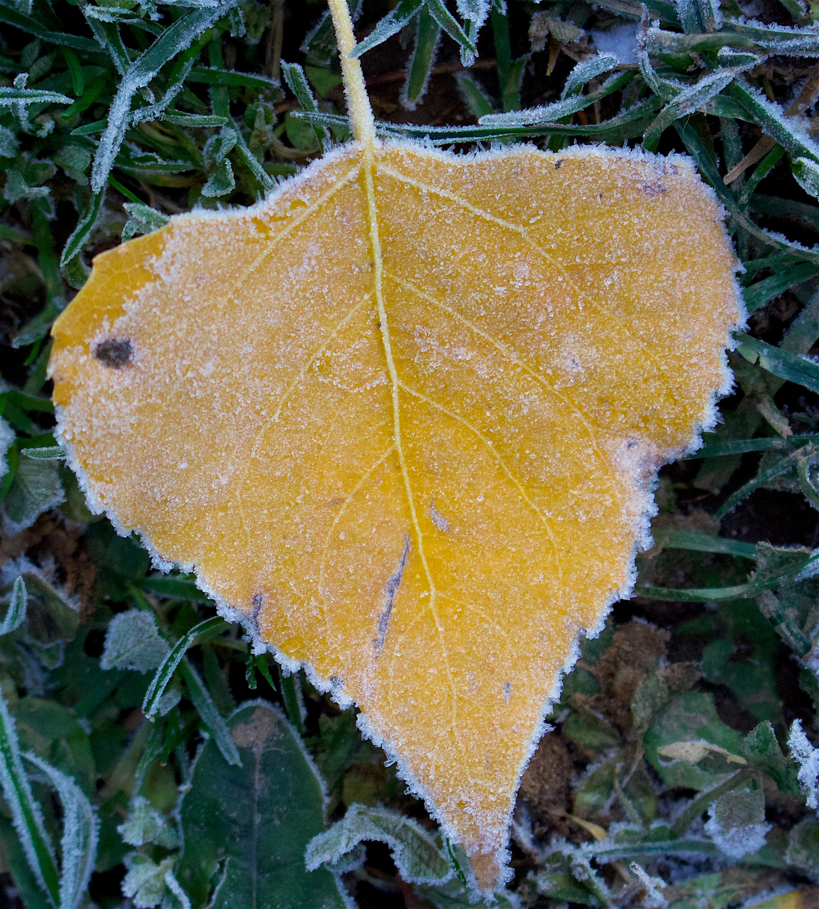 frostyleaf