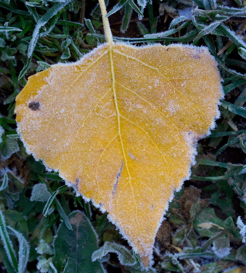 frostyleaf