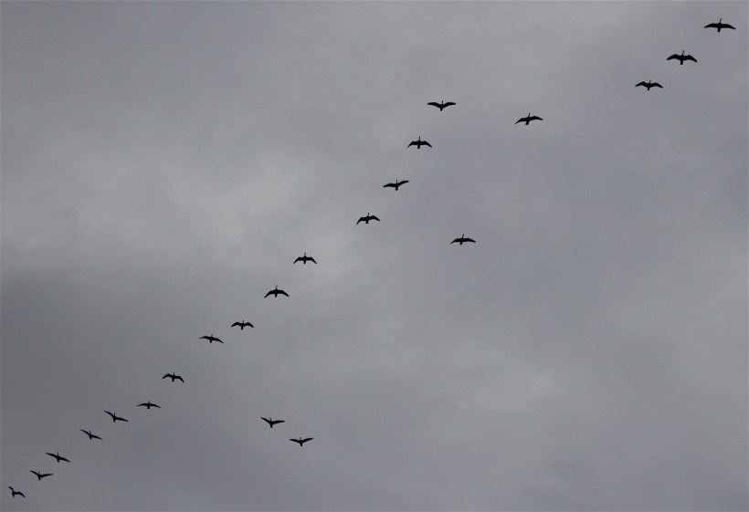 geese117152