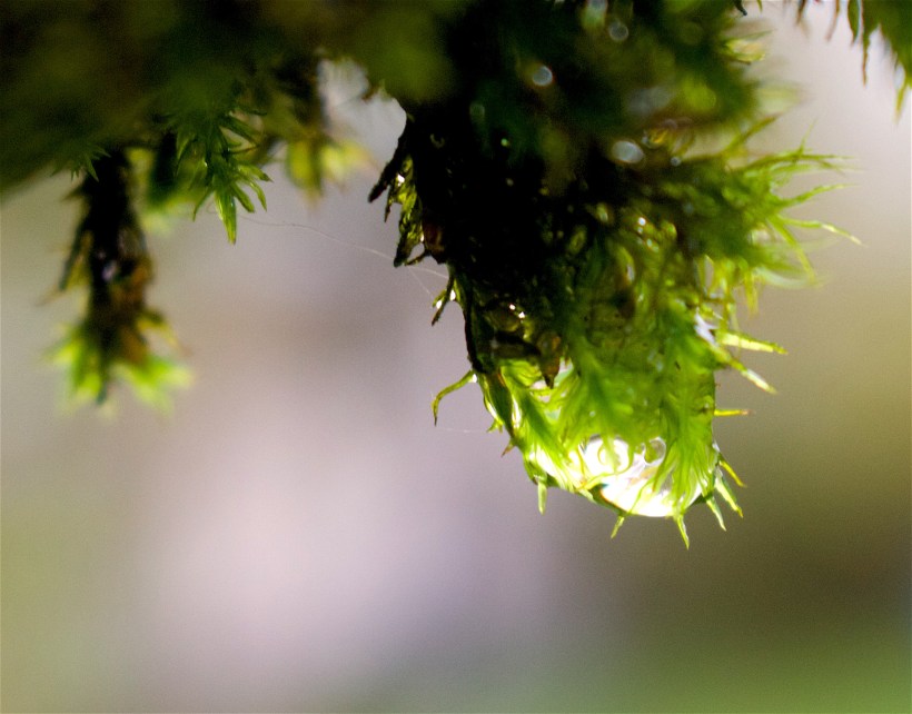 mossdrop1