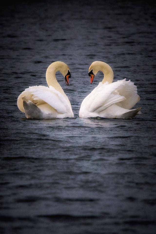 12705707_996395780396273_5979889564324902788_n