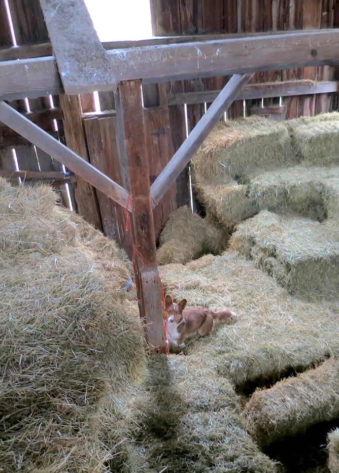 1779263_10152192276006119_609850392_n