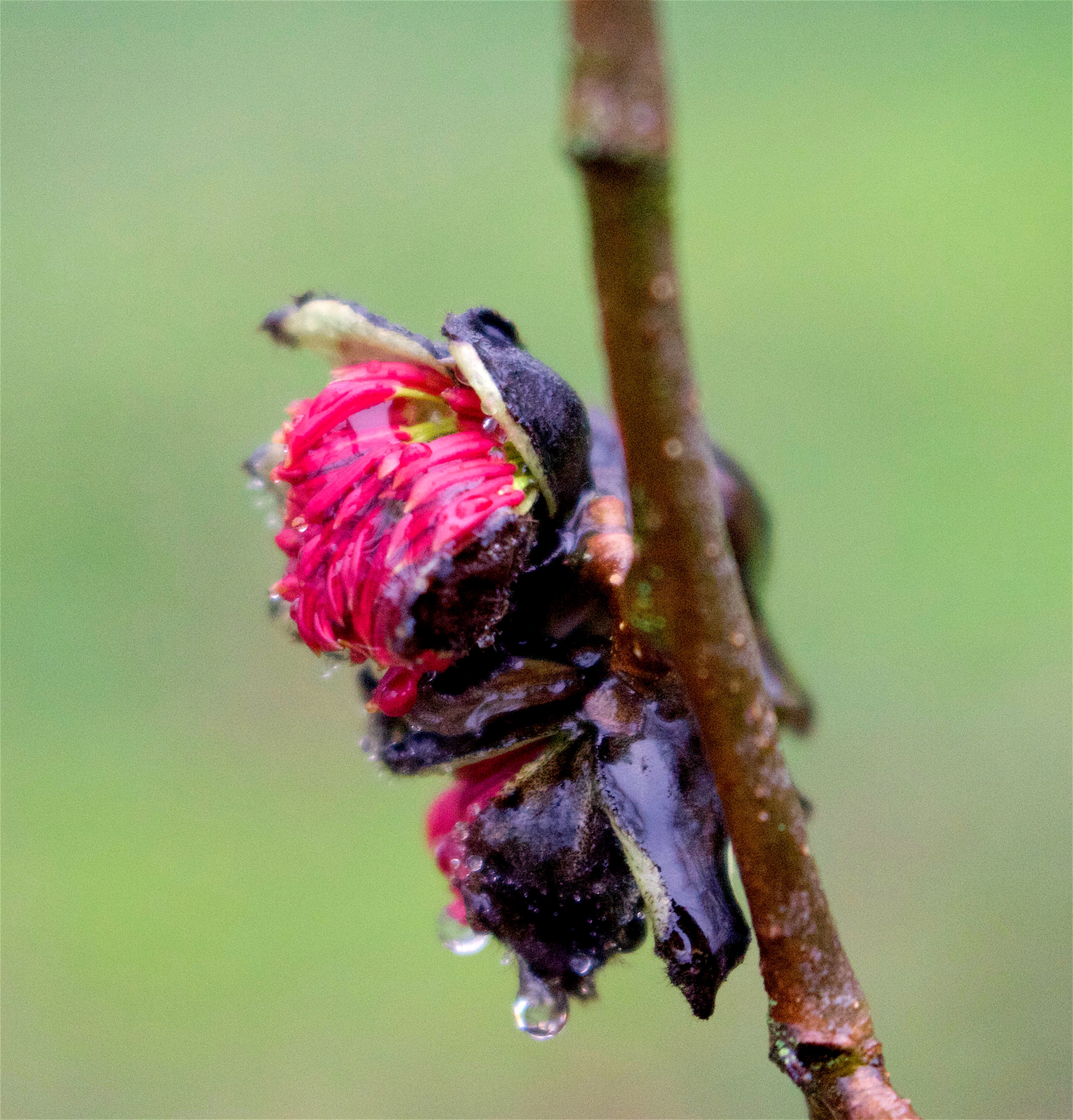 drizzleparrotia
