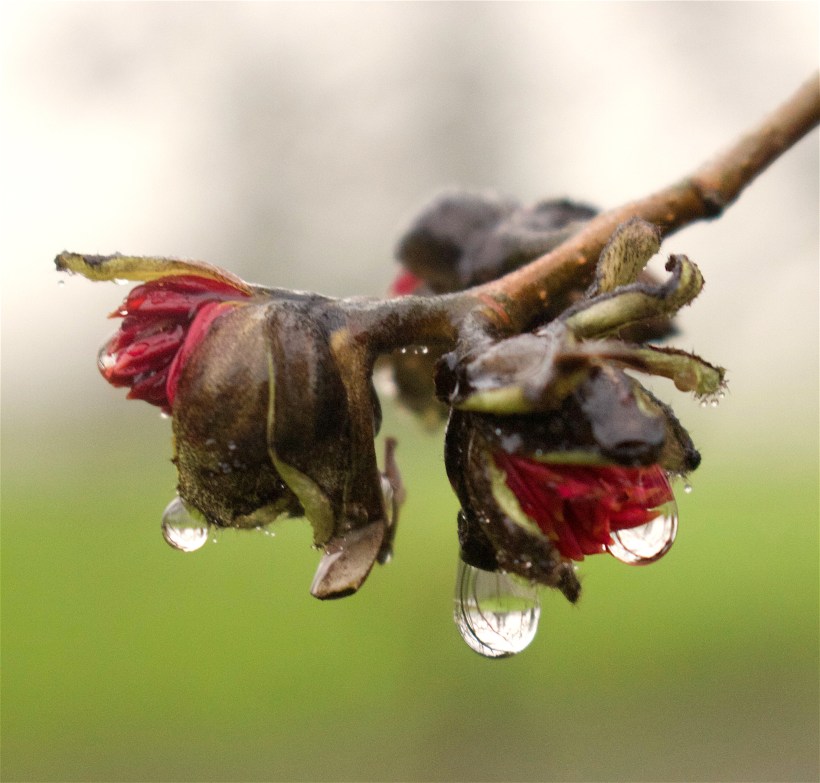drizzleparrotia2